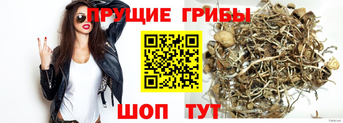 Псилоцибиновые грибы Psilocybe Тольятти